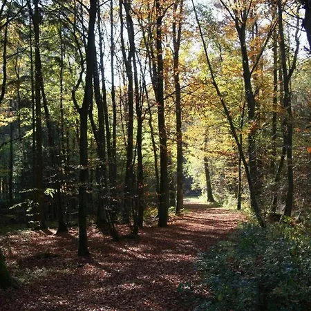 In Eifel Near Forest And Mountains