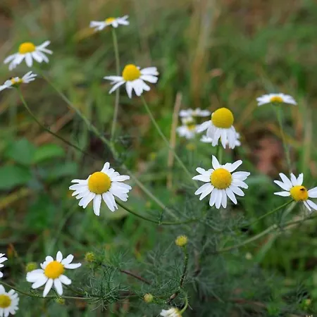 In Eifel Near Forest And Mountains * Hinterhausen